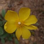 Tuberaria lignosa Flower