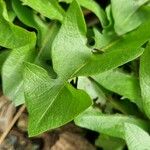 Taraxacum dissectum Лист