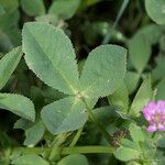 Trifolium tomentosum Hoja