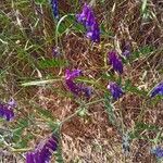 Vicia eriocarpa Blodyn