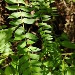 Coriaria ruscifolia Leaf