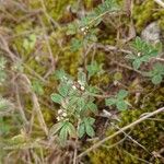 Trifolium scabrum Bloem