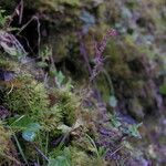 Saxifraga strigosa Habit