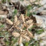 Caucalis platycarpos Mbuma