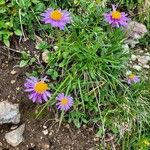 Aster alpinusFlor