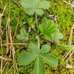 Potentilla canadensis Leaf