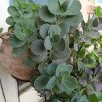 Kalanchoe laxiflora Folha