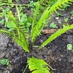 Blechnum spicant Feuille