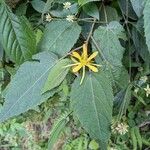 Triumfetta semitriloba Hoja