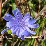 Cichorium endiviaЦвят