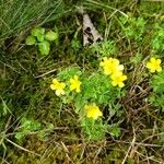 Oxalis dilleniiFlor