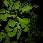 Erythroxylum rotundifolium Leaf