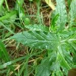 Heliotropium amplexicaule Leaf