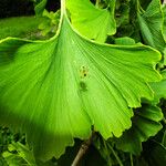 Ginkgo biloba Blatt