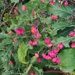 Euonymus latifoliusFruit