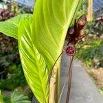 Tacca chantrieri Leaf