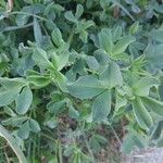 Trigonella foenum-graecum पत्ता