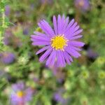 Symphyotrichum oblongifolium 花