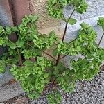 Euphorbia peplus Leaf