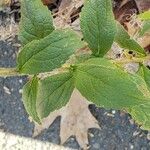 Solidago rugosa List