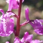 Orchis olbiensis Kukka