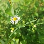 Symphyotrichum ericoidesКветка