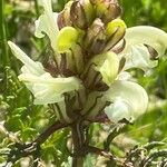 Pedicularis comosa Blomst