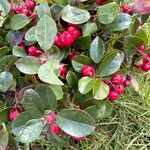 Gaultheria procumbensFruit