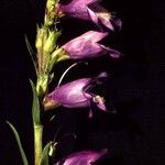 Penstemon virgatus Flower