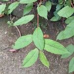 Persicaria chinensis ഇല