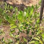 Mascarenhasia arborescens Otro