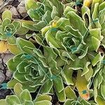 Saxifraga cotyledon 葉