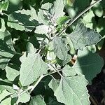 Chenopodium quinoa Leaf