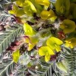 Astragalus exscapus Цветок