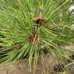 Pinus halepensisBlatt