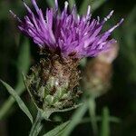 Centaurea decipiens Flor