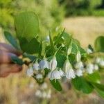 Vaccinium arboreum 花