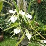 Brassavola acaulis Λουλούδι