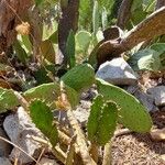 Opuntia humifusaList