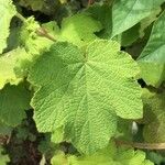 Rubus alceifolius Leaf