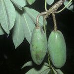 Jacaratia spinosa Frucht