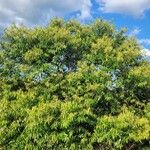 Nectandra cuspidata Облик