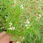 Polygala paniculata Лист