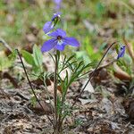 Viola pedata Habitus