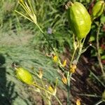 Iris domestica Fruchs