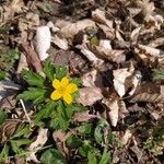 Anemone ranunculoides Fleur
