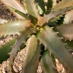 Aloe cameronii Hoja