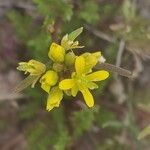 Sisymbrella aspera Blomma