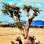 Vachellia erioloba Corteza