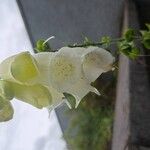 Digitalis grandiflora ᱵᱟᱦᱟ